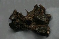藏品(淮河古菱齒象頭骨化石)的圖片